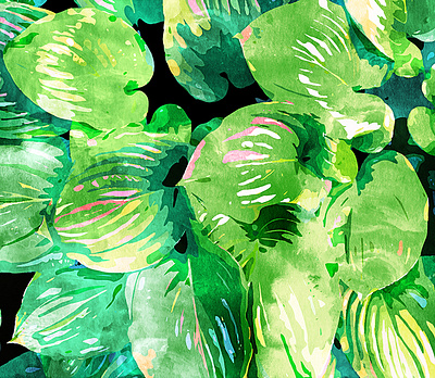 Colors Of The Jungle rain