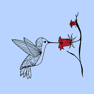 Lyric Video Series: Illustration 2 Hummingbird design illustration
