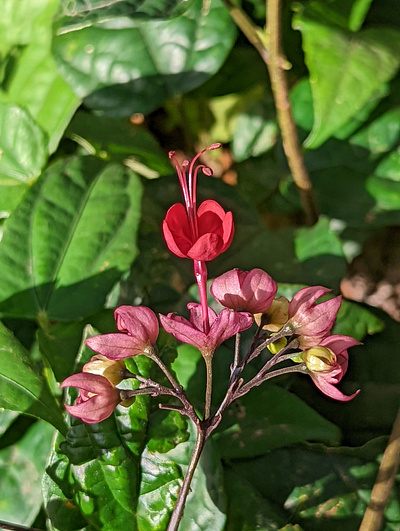 Bleeding Hearts flowers photo photography picture