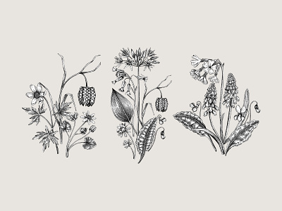 Wildflowers - vector sketches arrangement botanical illustration floral art graphic design hand drawn illustration sketch sketching spring vector wildflowers woodland