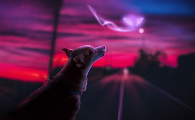 Curious Dog composition design graphic design illustration manipulation