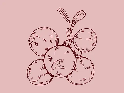 Bearberry berry botanical design food illustration natural nature organic vector