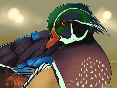 Avian August - Wood Duck bird digital art duck illustration