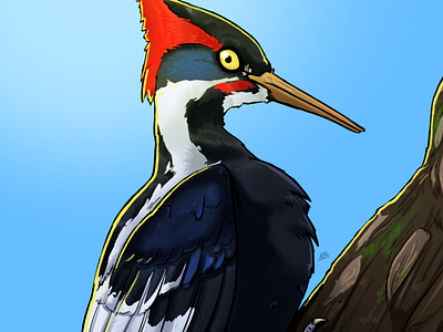 Avian August - Ivory Billed Woodpecker bird digital art illustration woodpecker