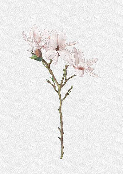 Magnolia flower illustration magnolia spring watercolor watercolor illustration