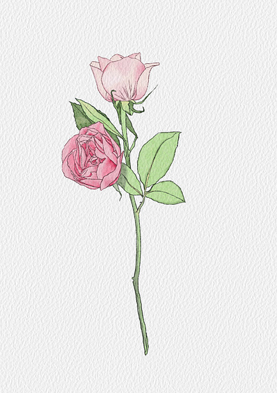 Rose illu illustration rose valentine watercolor watercolor illustration watercolor texture