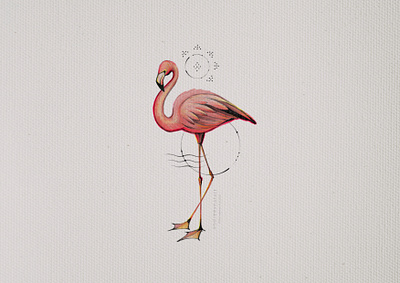 Flamingo animal bird flamingo graphic illustration pencil procreate