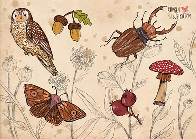 Forest animals illustration animals art artist book illustration botanical botany butterfly children illustration draw forest illustration illustrator moth mushroom nature owl