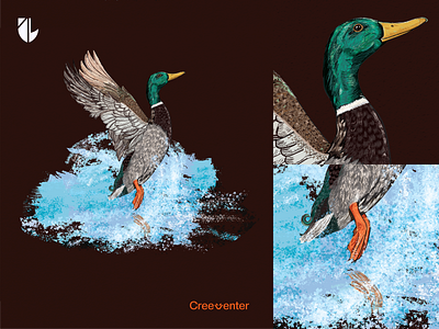 The Majestic Mullard Duck Vector Art. animalart artlovers birdart brand identity branding creativedesign design duckart fashionillustration graphic design graphicdesign logo mullard duck natureart printdesign splashart tshirtdesign vectorart waterscene wildlifeillustration