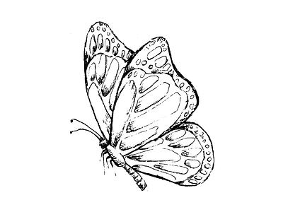 Ethereal Flight – A Blurry Butterfly Sketch graphic design illustrator vector