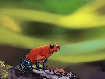 Frog on the Rock animal digitalart frog graphic design illustration painting wildanimals