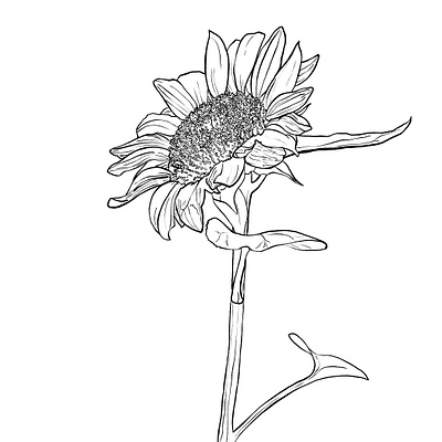 Sunflower illustration adobe design graphic design illustration