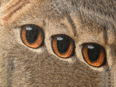 Geordi, detail cat eye cats eyes collage detail eye eyes illustration