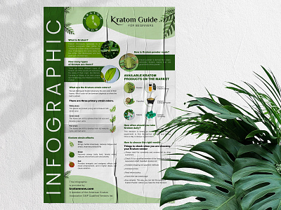 Infography Design for Kratom Now 2d 2d art ads brand branding brochure design digital digital art graphic design green identity branding illustration infography infography design information informative modern vector visual