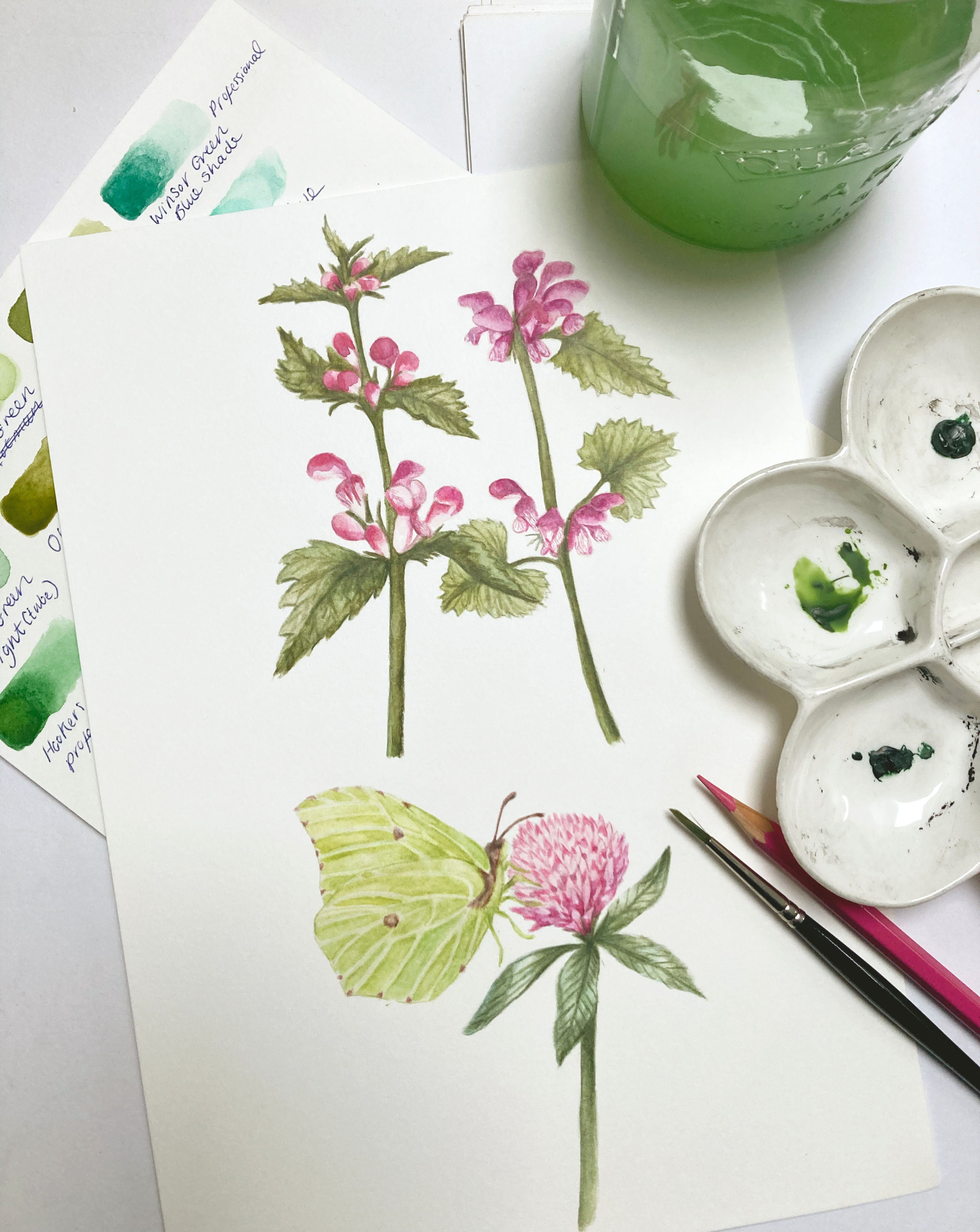 Hand Painted Watercolour Illustrations book illustration botanical illustration butterfly illustration hand painted nature illustrator nature journaling watercolor painting watercolour illustration