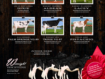 Winright Holsteins ad design agricultural agriculture dairy dairy ad dairy cow farm ad farm advertising full page ad holsteins print design print designer