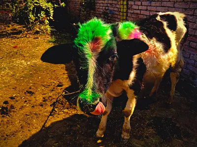 Happy Holi 2025 happy holi happy holi 2025 holi holi 2024 tripathi holi udayakaranpur holi utter pardesh bhadohi