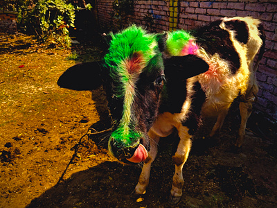 Happy Holi 2025 happy holi happy holi 2025 holi holi 2024 tripathi holi udayakaranpur holi utter pardesh bhadohi