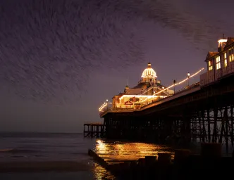 Starlings : Eastbourne Pier dusk eastbourne pier purple starlings