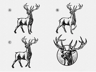 Young Stag (Sketches) animal antlers buck deer deer mark logo redtail deer royal stag white stag
