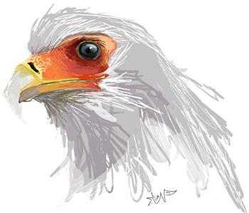 Secretary Bird Doodle bird doodle illustration orange painting secretary