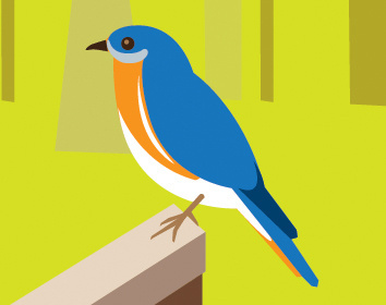 Spring Observations bird birds bluebird draw eastern bluebird flat color graphic illustration illustrator nature nesting observation observed ryon ryon edwards sc south carolina vector ©2011
