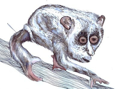 Slow Loris Web W.I.P illustrtaion ink slow loris strange animals