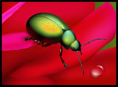 Vector Rainbow Beetle beetle drop rose vector