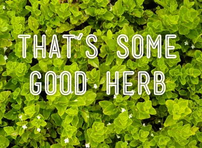 The City formally known as Yerba Buena. good herb mensch mint wallpaper yerba buena