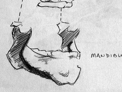 Skeletal Study - Head head ink skeletal skeleton sketch