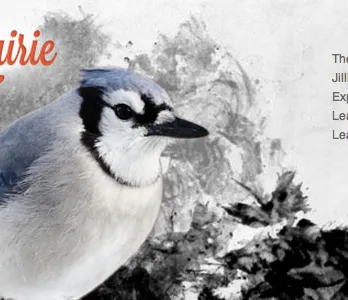 Big Blue animal bird blue coral flowers header illustration jay painting photoshop texture trees website