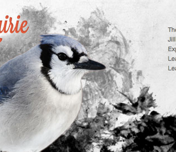 Big Blue animal bird blue coral flowers header illustration jay painting photoshop texture trees website