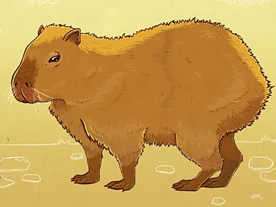 Capybara animal capybara cute illustration