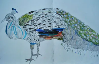 Peacock collage illustration