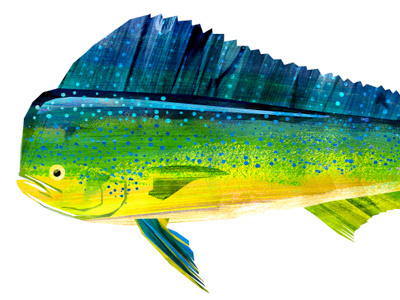 Dorado dorado fish illustration texture