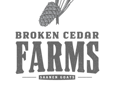 BCF Exploration 3 broken cedar cone design farms logo needles pine