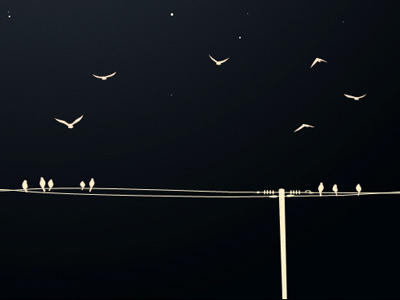 Coming Soon bird coming dark night silhouette sky soon stars