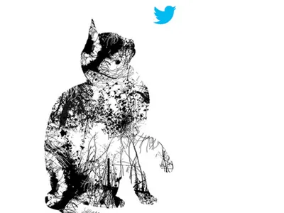Twitter Cat cat illustration twitter