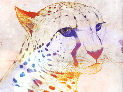 Cheetah - "Thousand yard stare" animal cheetah colours endangered illustration south africa thousand yard stare wildlife