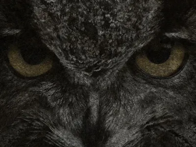 Bottom Flyer black flyer gold metal owl poster typography