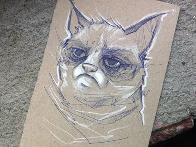 I drew Grumpy Cat... bic cat charcoal drawing grumpy pen sketch