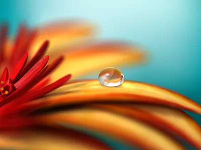 Flower drop 3d studio 3ds max drop flower macro max vray