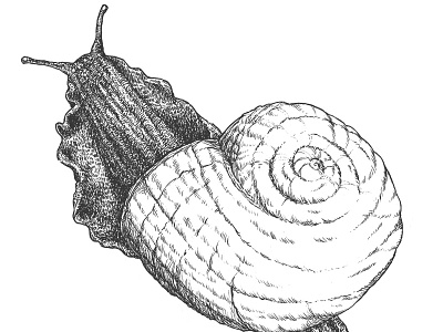 Land Snail illustration insect