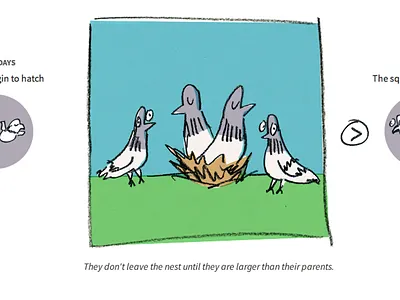 The life of a pigeon bird illustration pigeon website