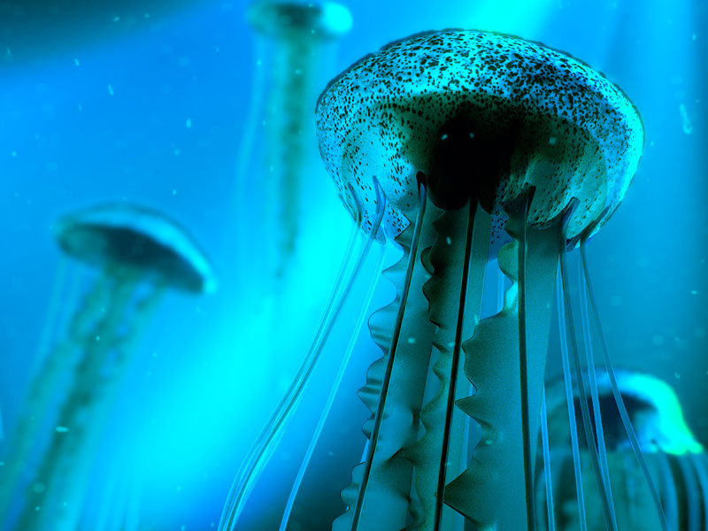 Example of Jellyfishy