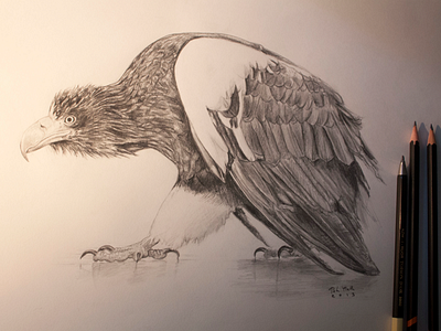 The eagle study animal bird drawing eagle fine art pencil stellers sea eagle