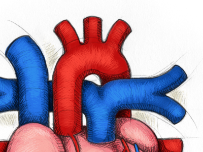 Human heart illustration medical sketch
