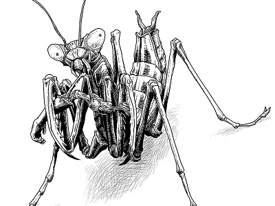 Preying Mantis black and white bugs drawing illustration insect mantis