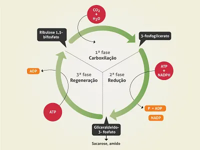 Didactic didatic education infographic