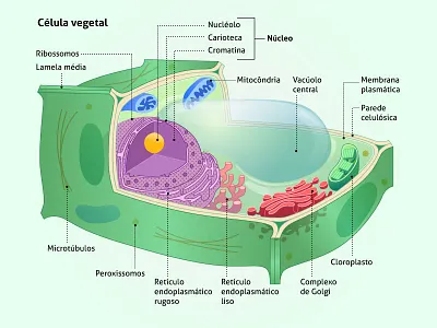Didactic didatic education infographic